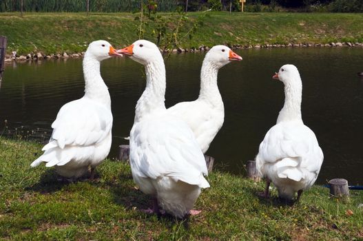 four white geese on the lake shore