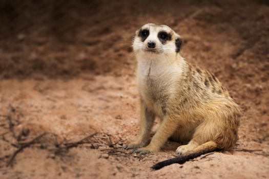 Isolated single dark bands on the back and a black-tipped tail meerkat (Suricate) sitting alone on the ground