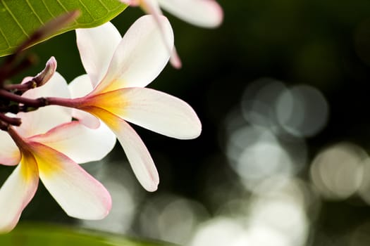White plumeria flower on the plumeria tree, frangipani tropical flowers.White frangipani for background with bokeh