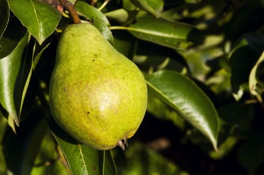 green pear hanging on a tree with leaves in the background