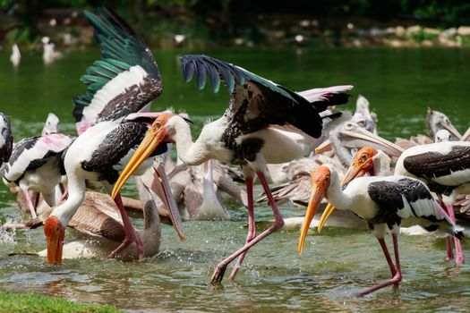 Group of pelicans catch fish from lake river. Pelican bird wallpaper , background