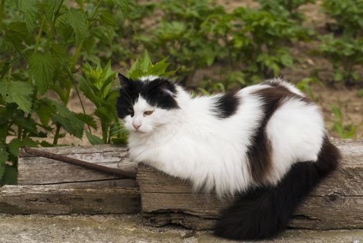 black and white cat lying on a tree