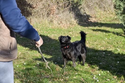 black dog is waiting for his stick to drop