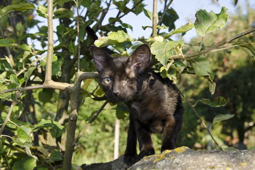 black kitten with one eye walk on branch