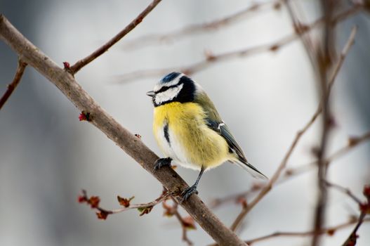 Blue Tit sitting on a tree branch