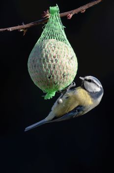 blue tit feeding on a bird feeder