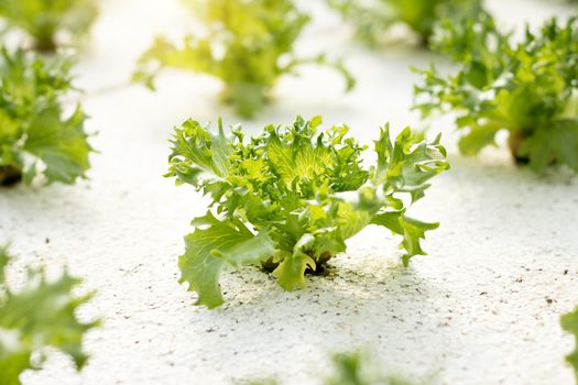 Vegetables hydroponics. Hydroponics method of growing plants using mineral nutrient solutions, in water, without soil. Close up Hydroponics plant.