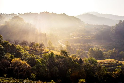 Nature travel concept: Misty summer for layer of tree and mountain hills with mist landscape with orange light in the morning time.