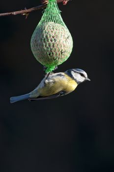 blue tit feeding on a bird feeder