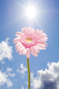 single pink gerbera flower upright against the sunny sky
