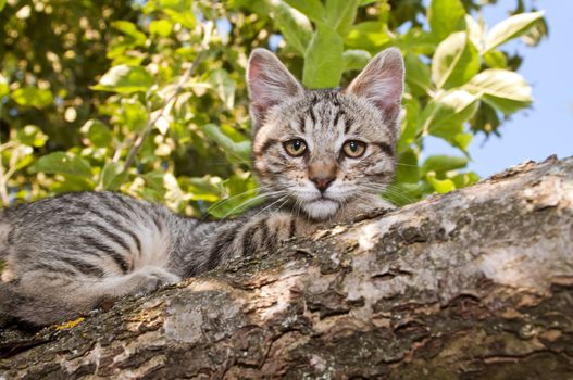 young cat lying on a branch of tree