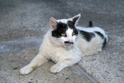 cat with a funny mustache, lying on concrete