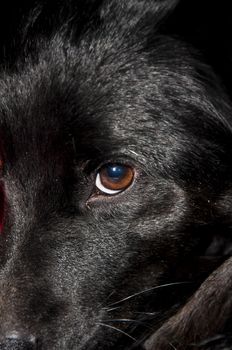 close-up eye from a black domestic dog