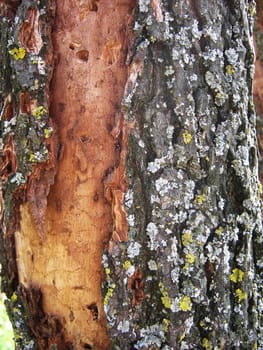 A close-up of an oak tree's bark