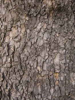 Tree Bark. Detailed Texture effect.