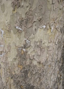 Tree Bark. Detailed Texture effect.