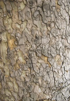 Tree Bark. Detailed Texture effect.