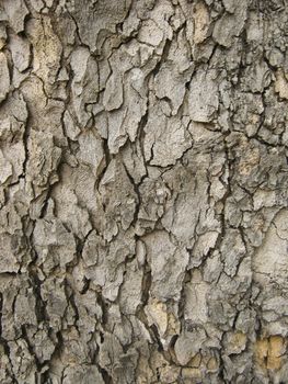 Tree Bark. Detailed Texture effect.