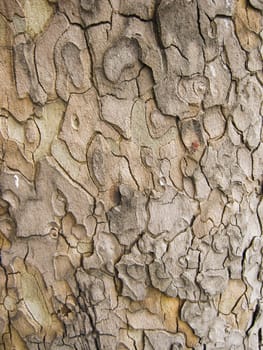 Tree Bark. Detailed Texture effect.