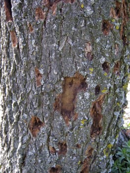 A close-up of an oak tree's bark