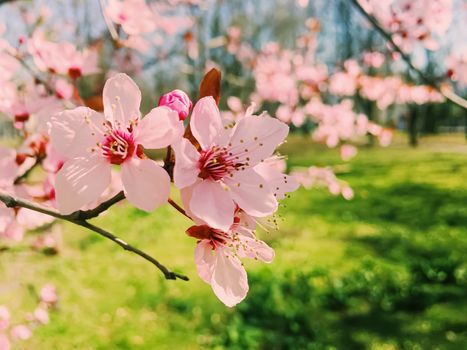 Apple tree flowers bloom, floral blossom in sunny spring