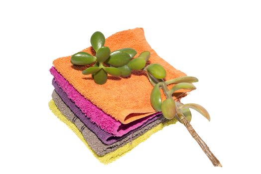 facecloths of various shades with natural green plant