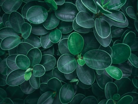 Top view group of green leaves in garden for background. Natural concept.