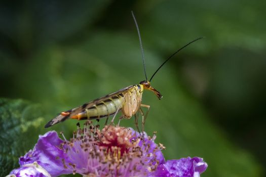 Common Scorpion Fly (Panorpa communis) an abundant harmless species found in the UK and Europe