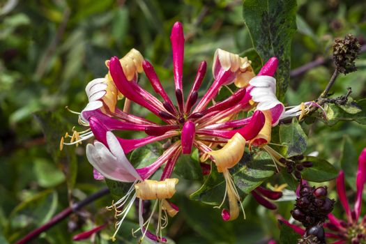 Lonicera periclymenum 'Honeybush'  a summer flowering plant commonly known as woodbine