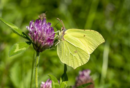 Common Brimstone Butterfly (Gonepteryx rhamni) feeding on a summer flower plant