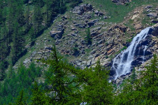 a mountain slope with pine trees and a small waterfall that descends from the glaciers