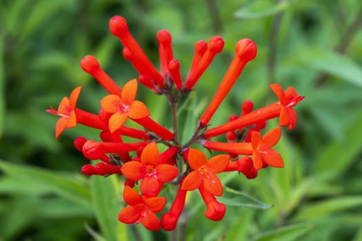 Bouvardia ternifolia found a native plant of Mexico and South USA commonly known as Firecracker Bush or Trompetilla