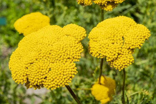 Achillea fillpendulina 'Gold Plate'  a yellow summer flowering plant commonly known as yarrow or gold plate