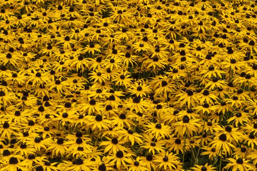Rudbeckia fulida var Sullivantii 'Goldsturm' a summer flowering plant native to North America commonly known as black eyed susan or coneflower