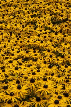 Rudbeckia fulida var Sullivantii 'Goldsturm' a summer flowering plant native to North America commonly known as black eyed susan or coneflower