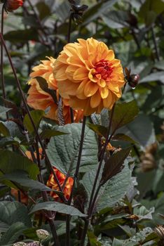 Dahlia 'David Howard' an orange double flower summer flower tuber plant