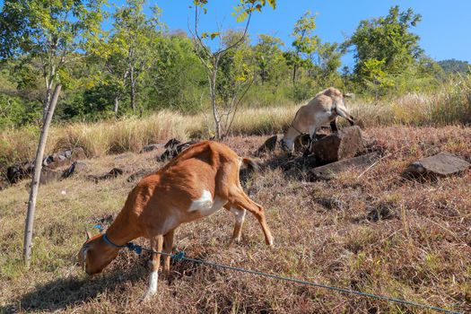 Brown and spotted goat grazes on dry grass. Stony slope with grassy vegetation. Goat tied with blue rope. In the background green trees and blue sky.