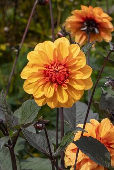 Dahlia 'David Howard' an orange double flower summer flower tuber plant