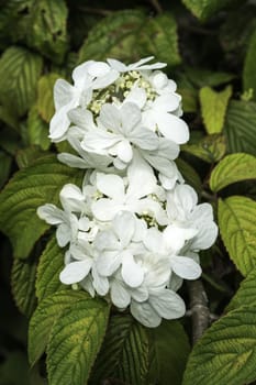 Viburnum plicatum forma tomentosum 'Shasta' a white spring summer flowering shrub commonly known as doublefire