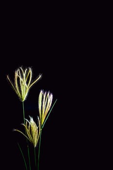 Flower of Swallen Finger grass in black background