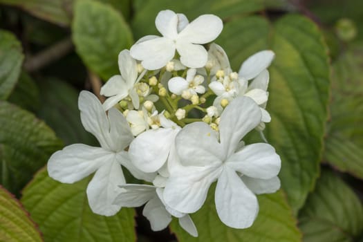 Viburnum plicatum forma tomentosum 'Shasta' a white spring summer flowering shrub commonly known as doublefire