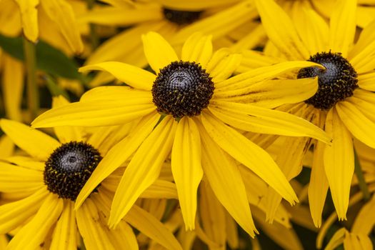 Rudbeckia fulida var Sullivantii 'Goldsturm' a summer flowering plant native to North America commonly known as black eyed susan or coneflower