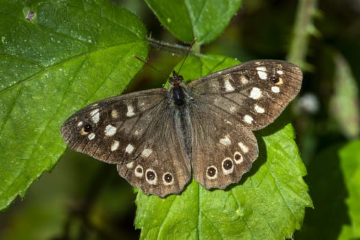 Speckled wood Butterfly (Pararge aegeria) with wings outstreached resting on a summer leaf