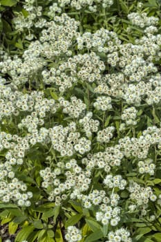 Anaphalis triplinervis 'Sommerschnee' a white summer flower plant 