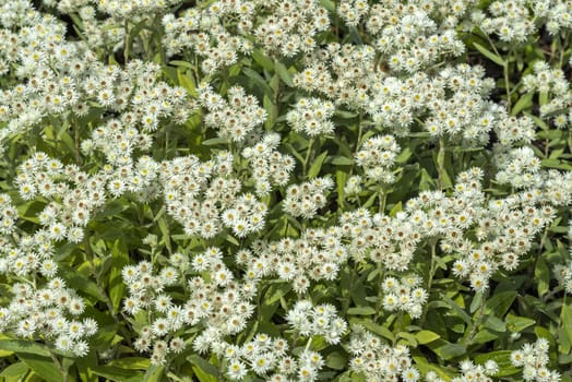 Anaphalis triplinervis 'Sommerschnee' a white summer flower plant 