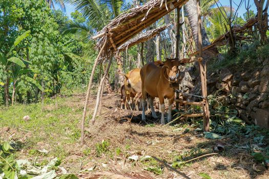 The cow stands under the shelter and eats fresh grass. Beef cattle Balinese farmers. A brown cow looks directly into the camera. Tropical background.