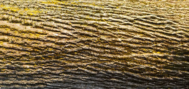 Tree trunk close up with copy space