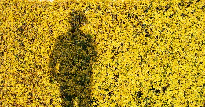 shadow of a woman on yellow flower field