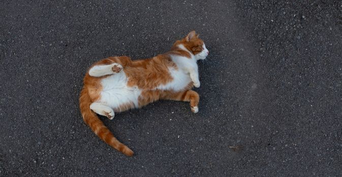 cat enjoying the cool of the street.