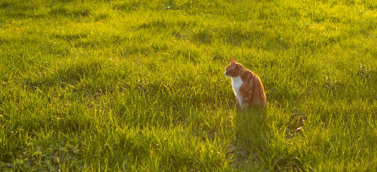 cat sitting in green grass waiting for a mouse